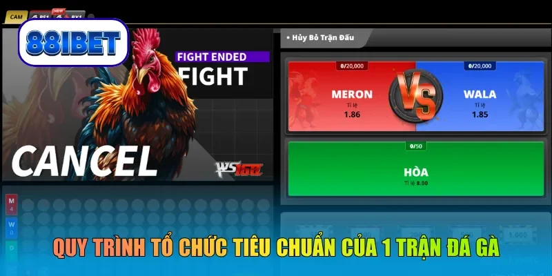 Quy trình tổ chức tiêu chuẩn của 1 trận đá gà